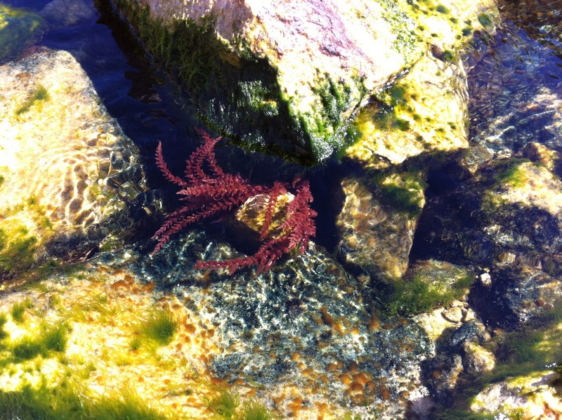 Id alga rossa - Asparagopsis armata